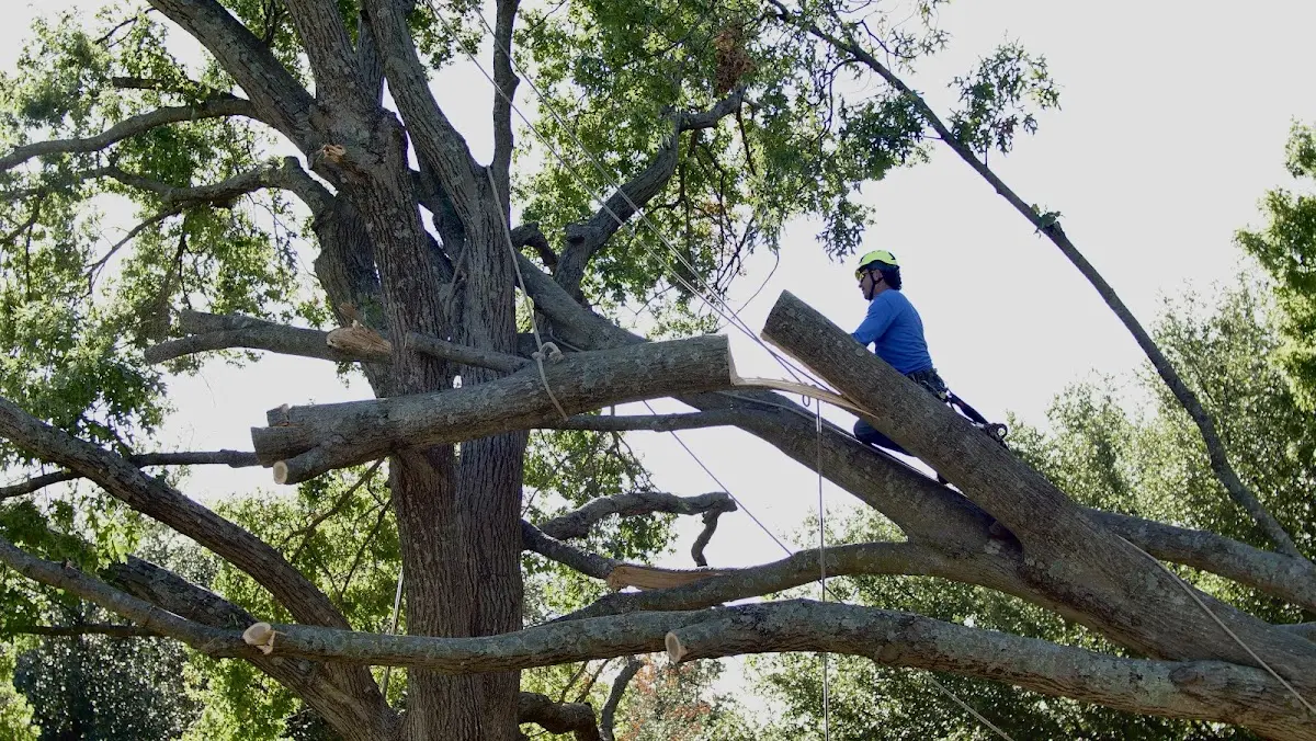Professional Hazardous Tree Removal performed by certified arborists in Manila